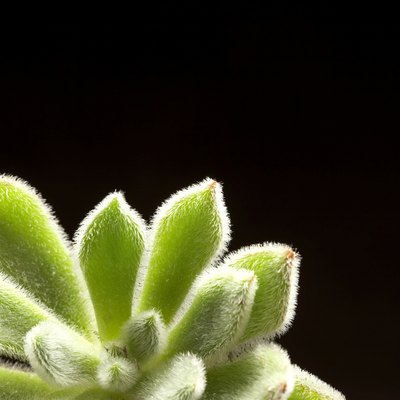 Succulent, close-up