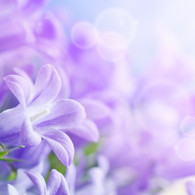 Campanula background