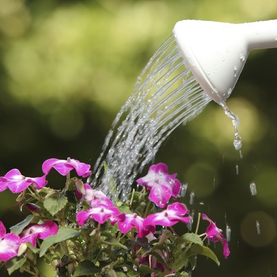 Water can watering a flower plant
