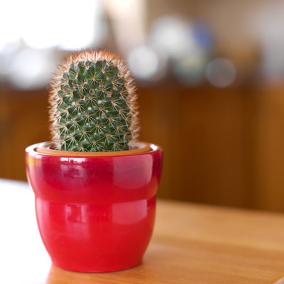 close up view of a cactus