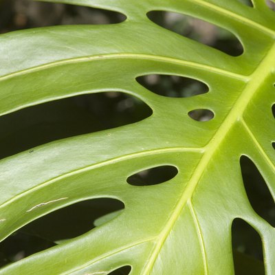 Close-up of a philodendron or monstera leaf.