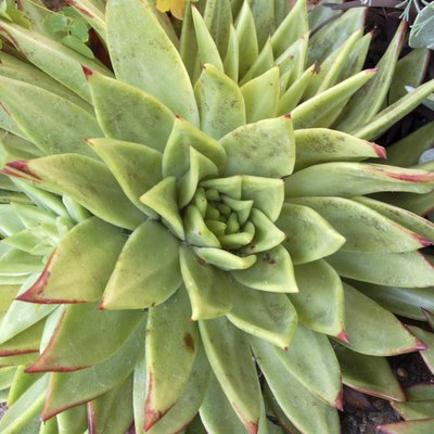 Aloe Succulent Plant