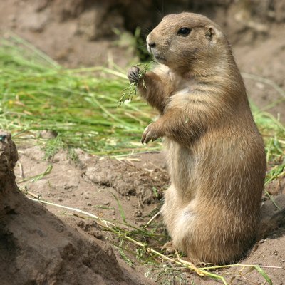 Prairie dog