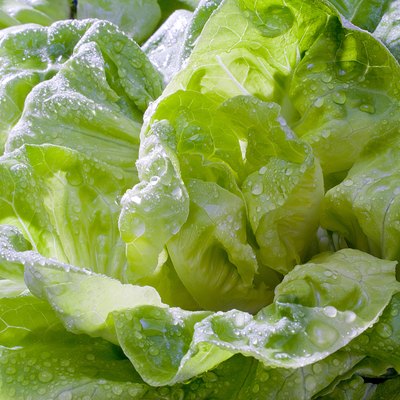Lettuce with water drops, close up