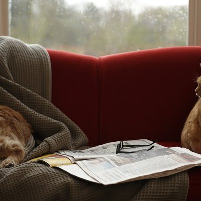 Ginger tabby cat looking at golden retriever sleeping on sofa