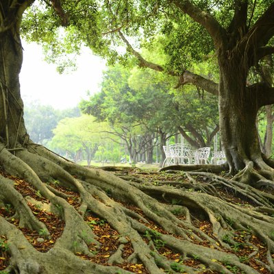 Roots of trees