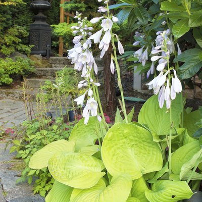 Hostas in Bloom Along Garden Path