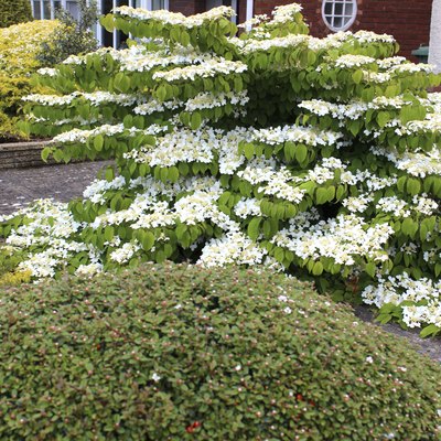 White viburnum flowers on garden shrub (plicatum tomentosum 'Mariesii')