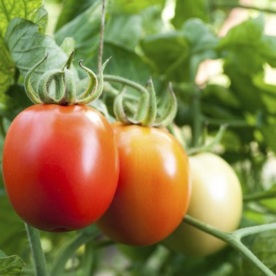 red and green tomatoes grow on twigs