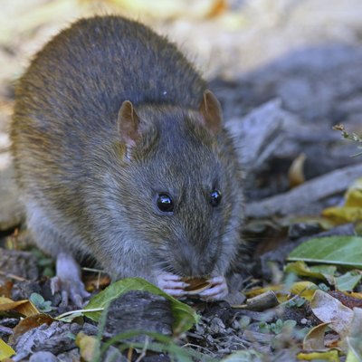 Mexican Woodrat Facing Camera