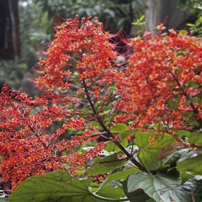 Pagoda Flower