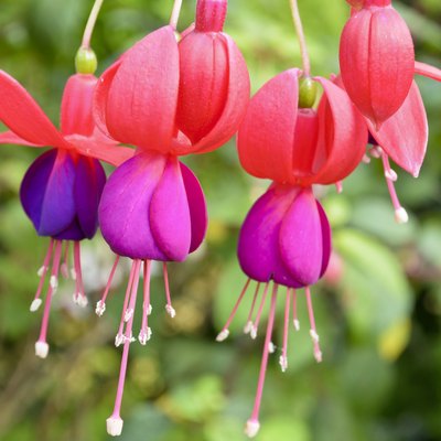 Lady's Eardrops ( Fuchsia )