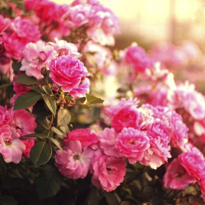 Rose Bush