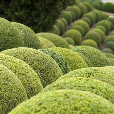 Green garden balls in France