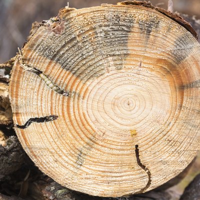 Round Headed Borer larva in pine wood
