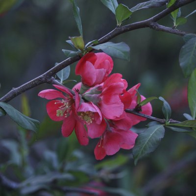 spring bloom