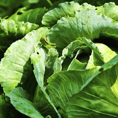 Collard green farm with Grasshopper.