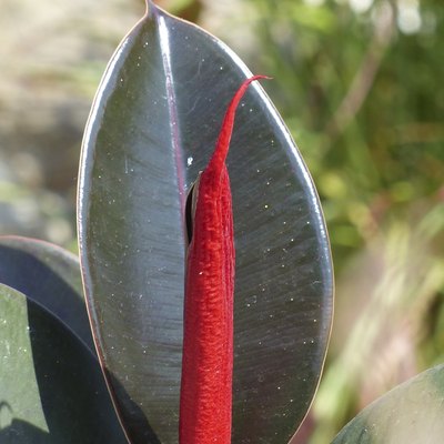 Around our pond - Ficus elastica