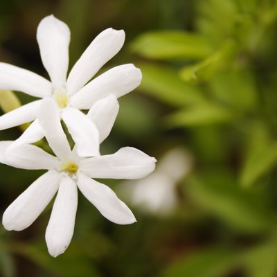 Close-up of jasmine flowers