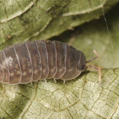 pill bug