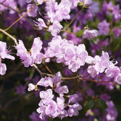 Background of flowers of Rhododendron