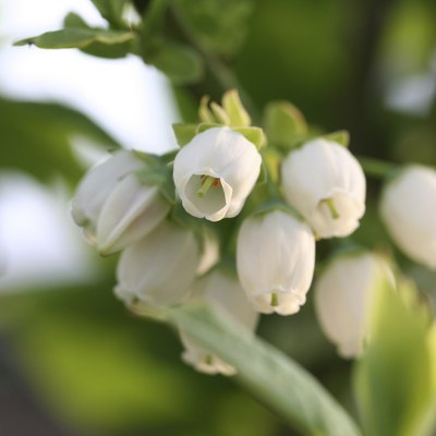 Blueberry flowers