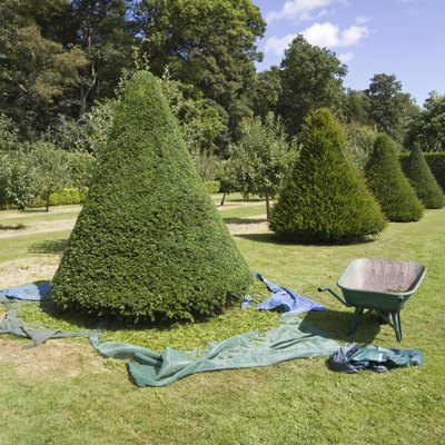 Trimming the yew trees