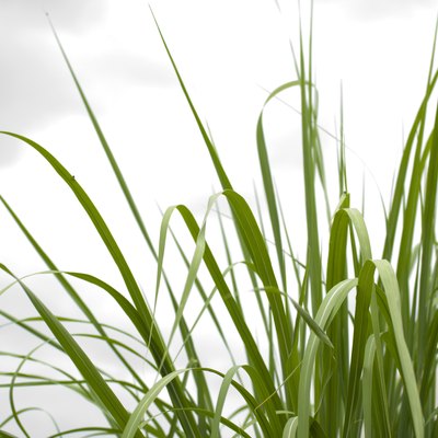 Tall Grass