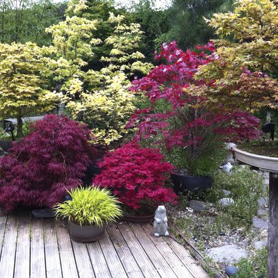 Image of maples in a domestic garden