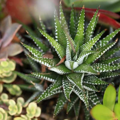 Succulent Plant