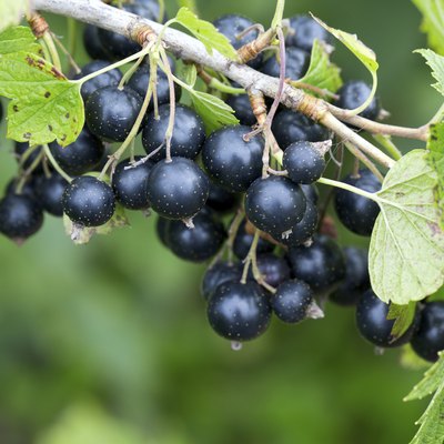 black currant growing