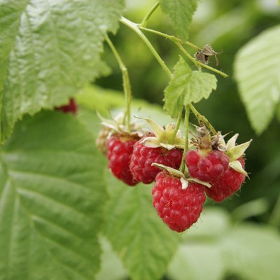 Ripe raspberries