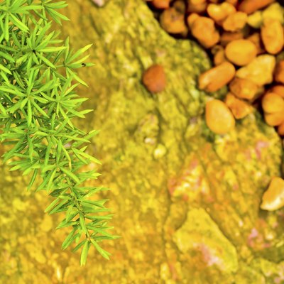 Foxtail fern