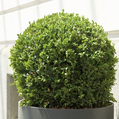 small bush