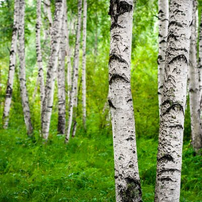 Spring birch grove