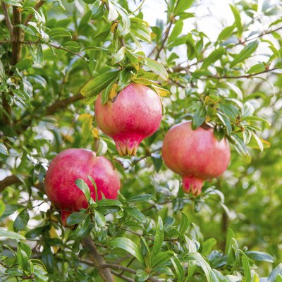 Organic pomegranate tree