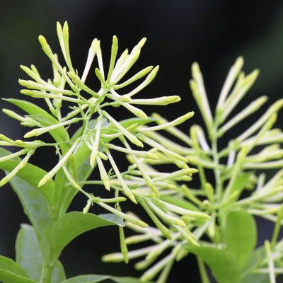 Cestrum nocturnum or Hasna hena