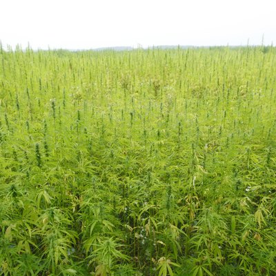 hemp field
