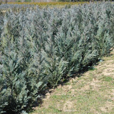 Thuja rows