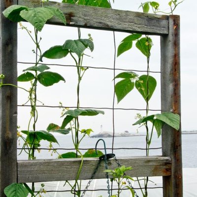 An old window frame that has been refashioned as a bean trellis in a seaside garden.