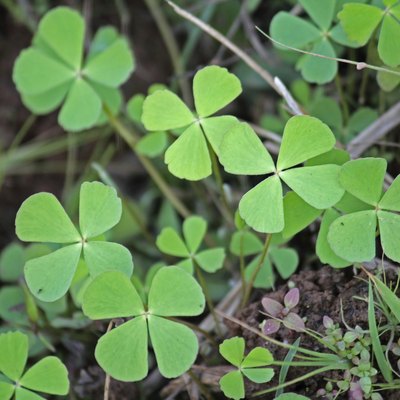 Creeping Wood Sorrel, Creeping Oxalis, Oxalis corniculata