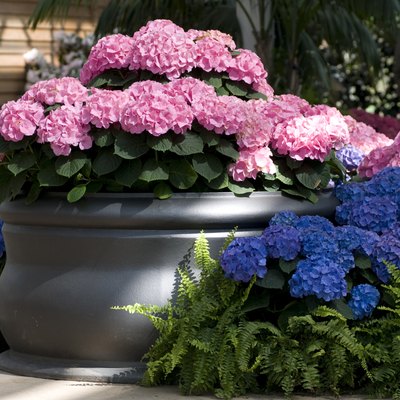 Hydrangea Pot
