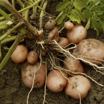 potato plant with tubers