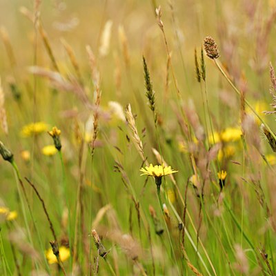 Summer Wildflower Meadow