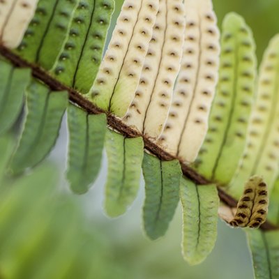Greenleaves