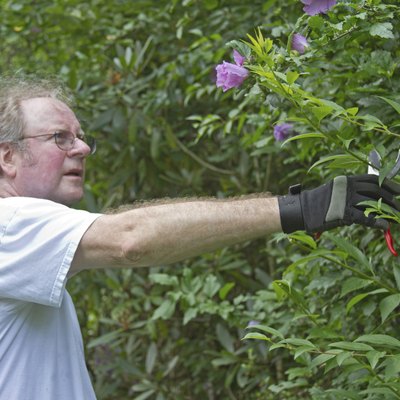 Trimming Branches