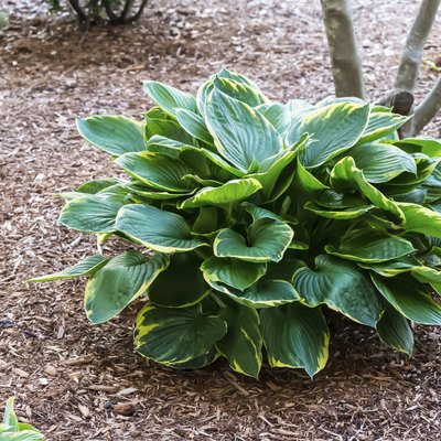 hosta with blue and yellow leaves