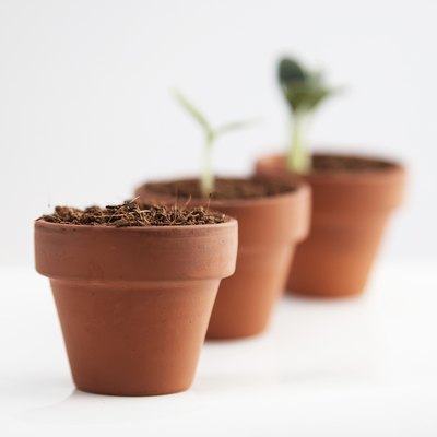 Growth concept. Terracotta pots