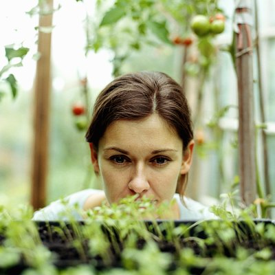 Young woman looking at plants in greenhouse, close-up