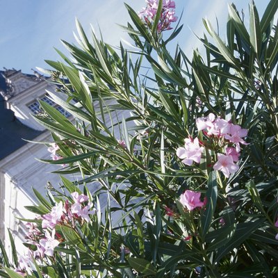 Exterior of mansion with blooming oleander
